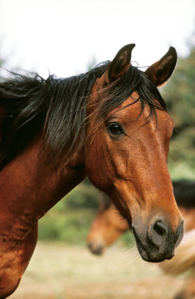 istock BARB HORSE, PORTRAIT 1234563961
