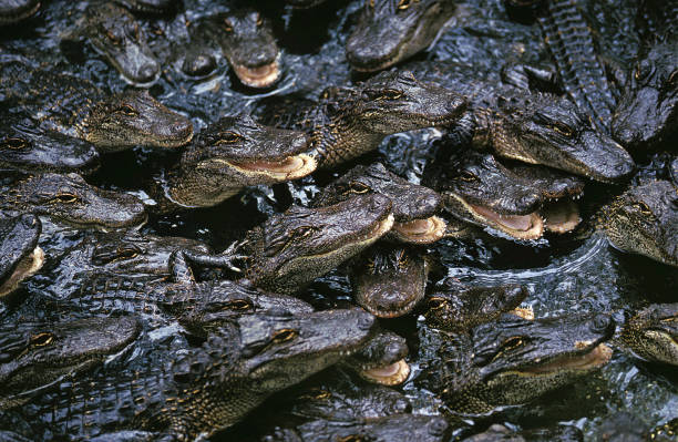 amerykański aligator mississipiensis, youngs - american alligator zdjęcia i obrazy z banku zdjęć