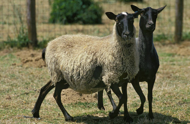istock ROMANOV SHEEP, A BREED FROM RUSSIA 1234563983