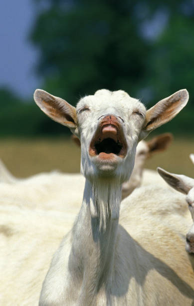 istock SAANEN GOAT, ADULT CALLING 1234565644