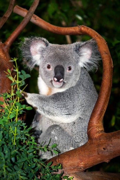 istock KOALA phascolarctos cinereus, MALE 1234567403
