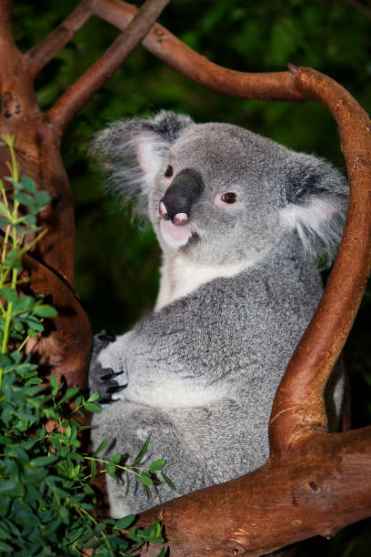 istock KOALA phascolarctos cinereus, MALE 1234567915