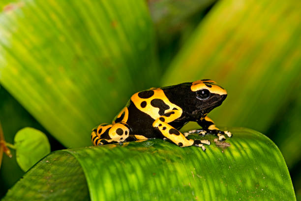 YELLOW-BANDED POISSON FROG dendrobates leucomelas, ADULT YELLOW-BANDED POISSON FROG dendrobates leucomelas, ADULT poison arrow frog stock pictures, royalty-free photos & images