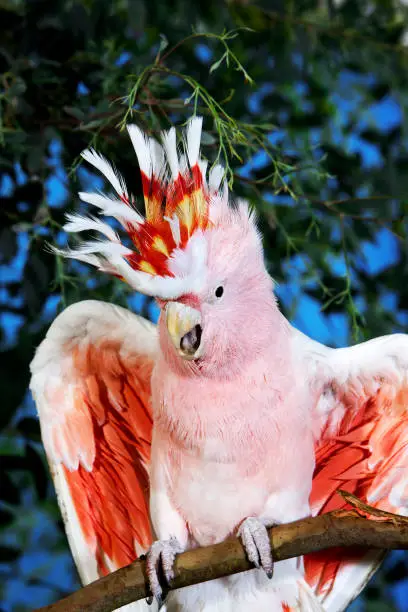 PINK COCKATOO OR MAJOR MITCHELL'S COCKATOO cacatua leadbeateri, ADULT WITH OPEN WINGS