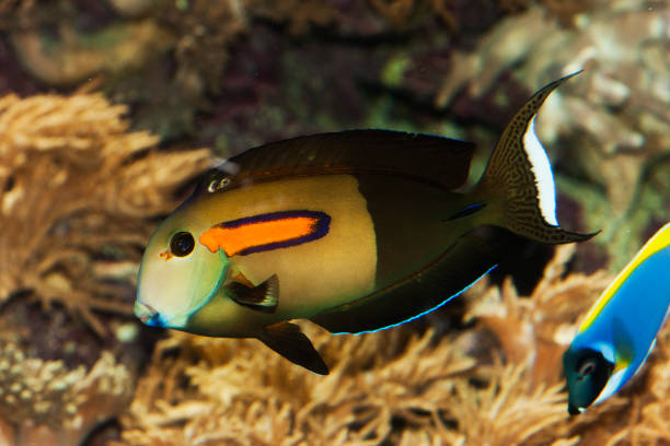 istock ORANGEBAND SURGEONFISH OR ORANGESPOT SURGEONFISH acanthurus olivaceus 1234569034