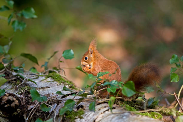 istock RED SQUIRREL sciurus vulgaris, ADULT EATING HAZELNUT, NORMANDY 1234573897