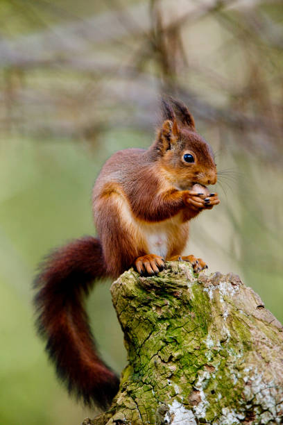 istock RED SQUIRREL sciurus vulgaris, ADULT EATING HAZELNUT, NORMANDY 1234573905