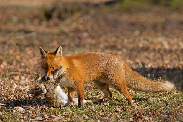istock RED FOX vulpes vulpes, MALE WITH A KILL, A RABBIT, NORMANDY IN FRANCE 1234574411