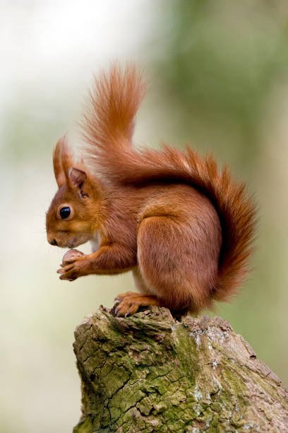istock RED SQUIRREL sciurus vulgaris, ADULT EATING HAZELNUT, NORMANDY 1234574417