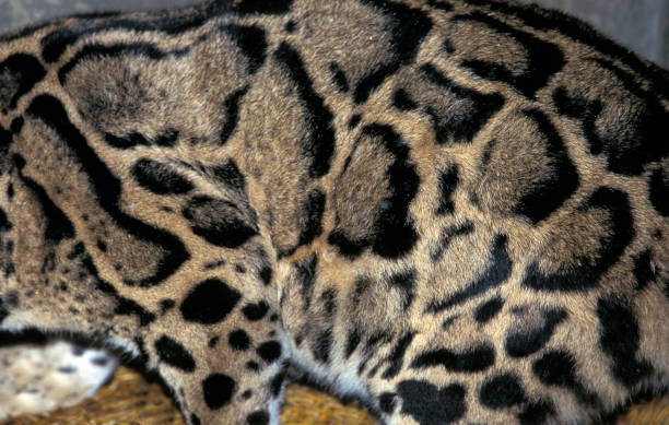 CLOUDED LEOPARD neofelis nebulosa, CLOSE-UP OF FUR