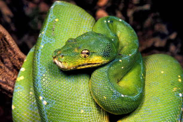 albero verde phyton morelia viridis, adulto arrotolato intorno al ramo - green tree python foto e immagini stock