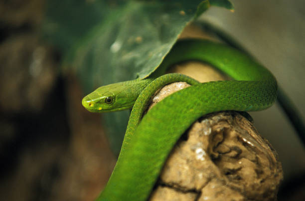 istock GREEN MAMBA dendroaspis angusticeps, TANZANIA 1234574942
