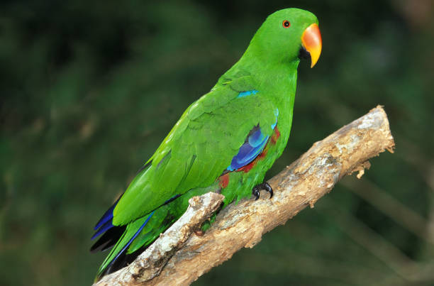 istock ECLECTUS PARROT eclectus roratus, MALE STANDING ON BRANCH 1234574956