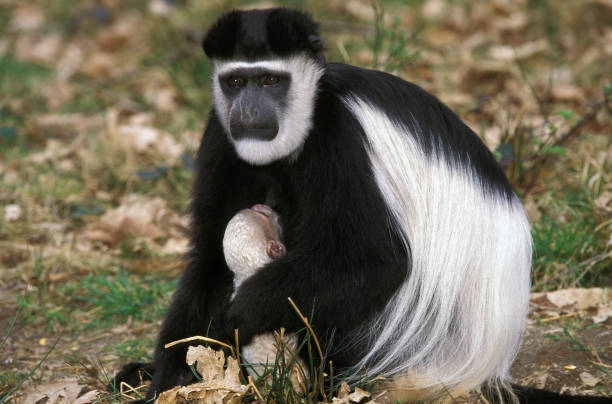 black and white colombus monkey colobus guereza, mother with young - colobo preto e branco oriental imagens e fotografias de stock