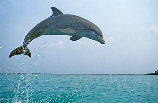 A Peale's dolphin springs into the air as it swims in the waters of the coast of Chile.