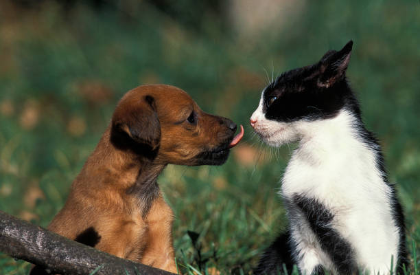 istock KITTEN AND PUPPY WITH TONGUE OUT 1234576011