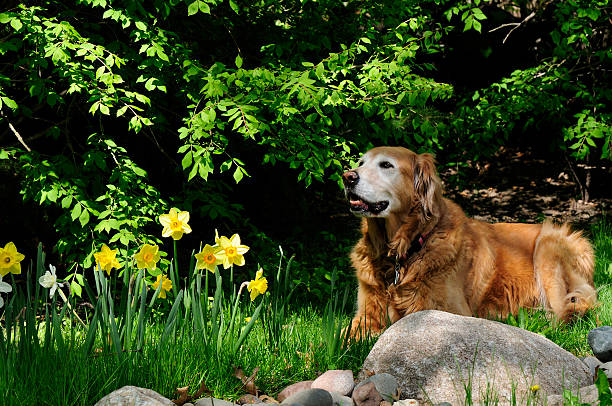 An aging Golden Retriever dog enjoying some leisure time in a cool grass spot with flowers and shade.