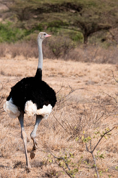 istock Male Samburu ostrich, Kenya. 123458414
