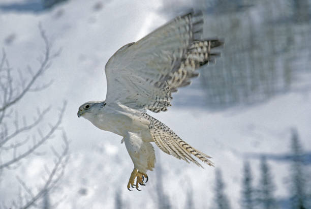 GYRFALCON falco rusticolus, ADULT IN FLIGHT, CANADA GYRFALCON falco rusticolus, ADULT IN FLIGHT, CANADA accipitridae photos stock pictures, royalty-free photos & images