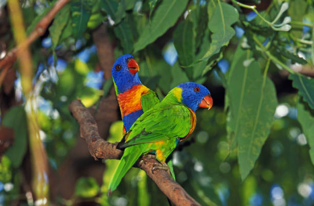 rainbow lorikeet trichoglossus hamatodus molucanus, pair standing on branch, australie - psittacoidea photos et images de collection