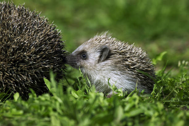 istock EUROPEAN HEDGEHOG erinaceus europaeus, YOUNG 1234587018