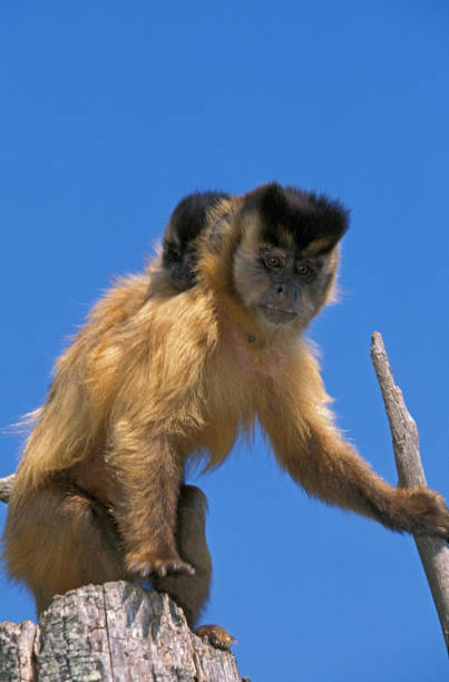 黒いキャップカプチンセバスアペラ、背中に赤ちゃんを運ぶ母親 - brown capuchin monkey ストックフォトと画像