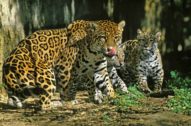 istock JAGUAR panthera onca, MOTHER WITH CUB 1234587976