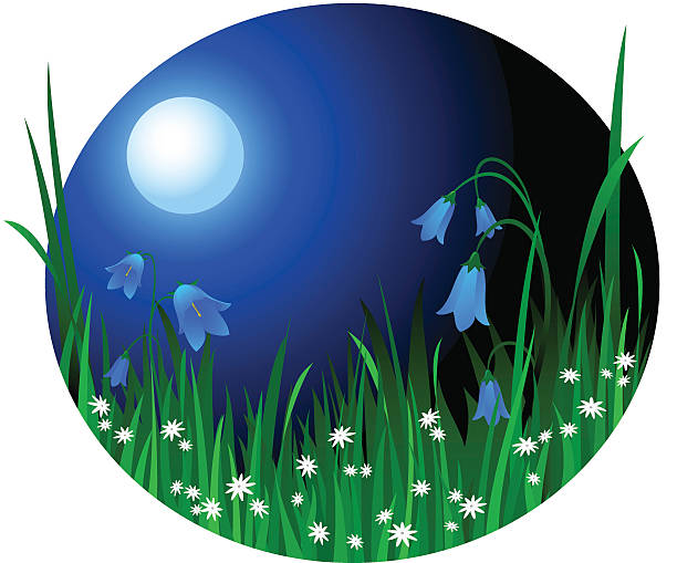 Night flowers vector art illustration