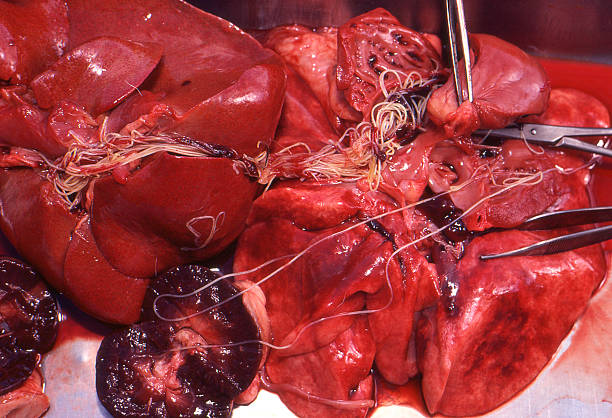 heartworm, Dirofilaria immitis, in organs at necropsy Heartworm (Dirofilaria immitis) exposed in internal organs of a dog during necropsy. Kodachrome scanned film with grain. parasitic photos stock pictures, royalty-free photos & images