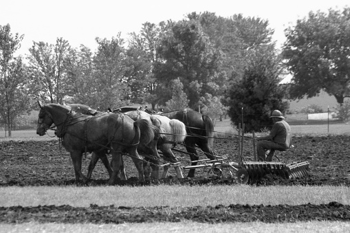 Draft horses disking a field in preparation for planting. Iowa, USA. Scanned film with grain.