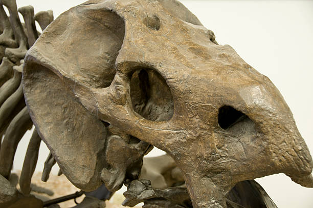 istock Placerias hesternus fossil 123460811