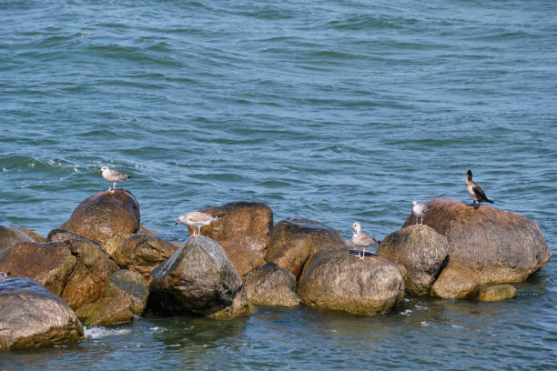 istock Seabirds resting on wet rock in sea 1234609155