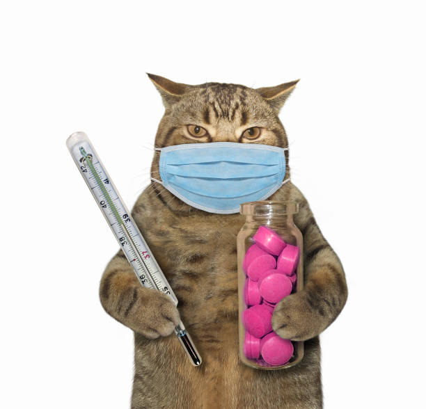 istock Cat2 with thermometer and pills 1234610995