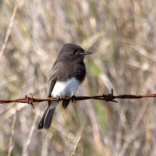 Black phoebe, 