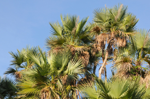 Sabal palm, Sabal palmetto. Terminal growing tip used as heart of palm. Everglades National Park, Florida, USA.
