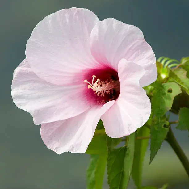 Rose mallow, Hibiscus laevis, grows in wetlands. Iowa, USA.