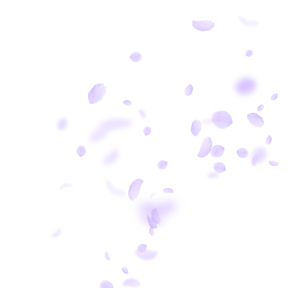 Violet flower petals falling down. Dazzling romantic flowers corner. Flying petal on white square background. Love, romance concept. Alluring wedding invitation.