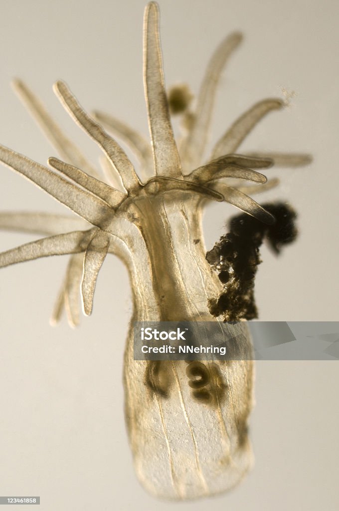 sea anemone Photomicrograph of sea anenome,  Animal Stock Photo