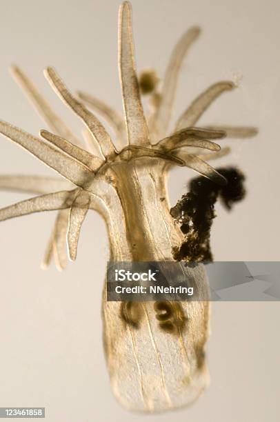 Sea Anemone Stock Photo - Download Image Now - Animal, Animal Body Part, Animal Digestive System