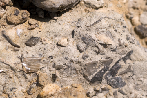Devonian fossils in limestone matrix include bryozoa, crinoid, and brachiopod fossils. Largest pieces are about 1/2 inch (10 mm). Fossil and Prairie Park Preserve, Silos and Smokestacks National Heritage Area, Rockford, Iowa, USA.