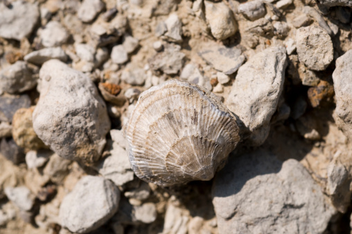 Seashell of bivalve mollusc Mediterranean tellin (Peronaea planata) on a gray background. Place of find: Aegean Sea, Greece, Halkidiki