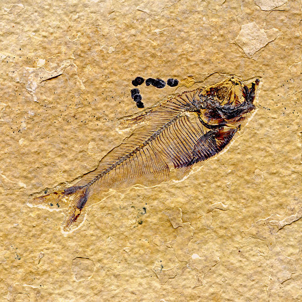 Fish skeleton that was eaten, leftovers of food. Bones crucian carp cut out on white background.