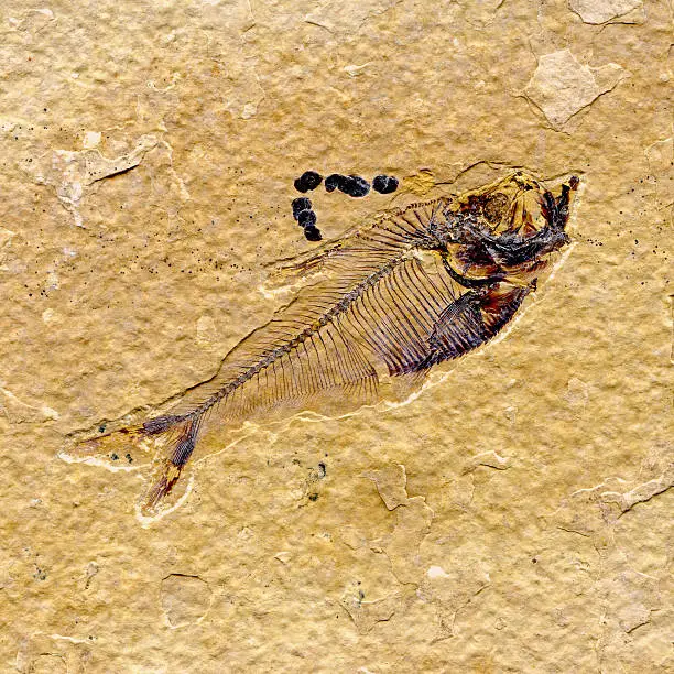 Photo of Diplomystus fossil fish