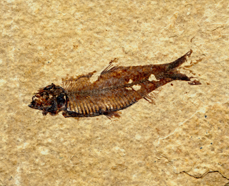 Ancient fish fossil in stone