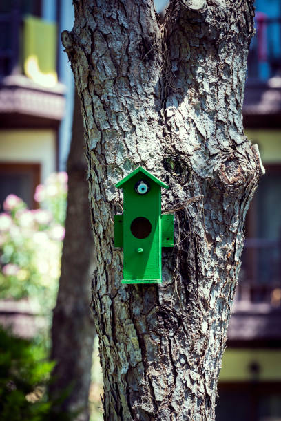 casa de pájaros de madera en el tronco de un árbol - birdhouse house bird house rental fotografías e imágenes de stock