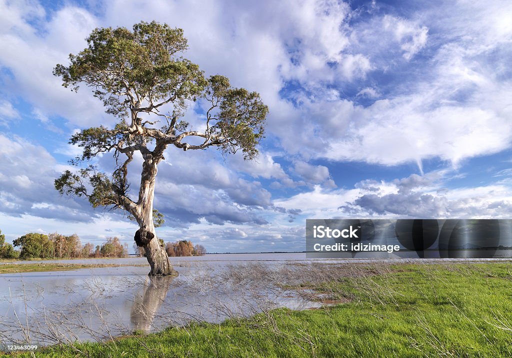 Lake tree cloudscape Wetland tree in the lake with beautiful cloudscape Agricultural Field Stock Photo