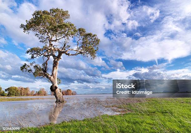 Lake Tree Cloudscape Stock Photo - Download Image Now - Agricultural Field, Bog, Color Image