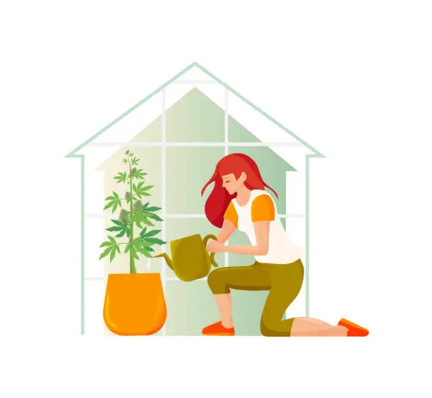Vector illustration of Medical Cannabis Home Growing vector illustration