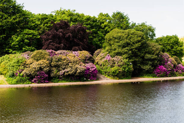 Rhododendron Flowers in Sefton Park, Liverpool, Merseyside
