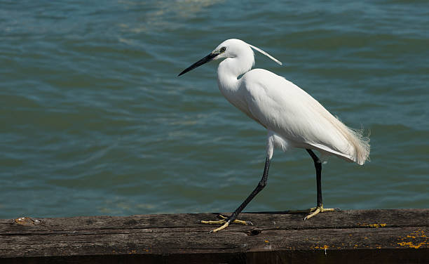 istock Balance and Pure white, bird. 123465753